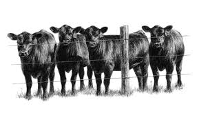 limosin angus cattle